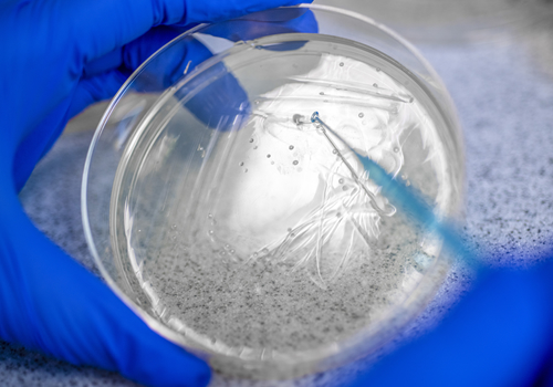 A person is holding a petri dish with a liquid in it.
